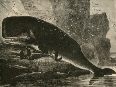 Kaszalot, 1882. autorstwa Unbekannt