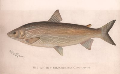 Biała ryba Coregonus Clupeiformis, ok. 1920 r. autorstwa Unbekannt