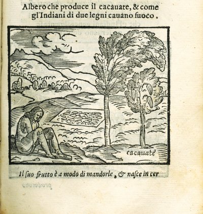 Drzewo kakaowe. Z Historii del Mondo Nuovo autorstwa Girolamo Benzoni, 1563. autorstwa Unbekannt