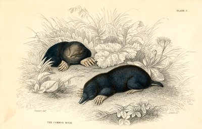 Przeziębienie Talpa europaea, 1828 autorstwa Unbekannt