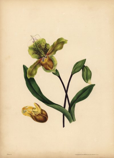 Szlachetny Pantofelek Damy, Cypripedium reginae, Podobieństwo autorstwa Unbekannt