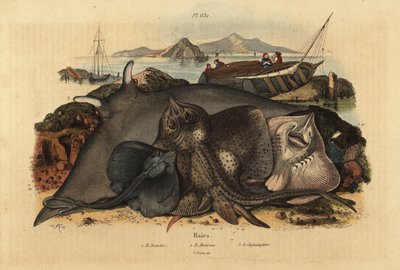Promień ciernisty, Raja clavata 1, promień luzytański, Rhinoptera marginata 2 i diabelski promień olbrzymi, Mobula mobular 3, zagrożony autorstwa Unbekannt