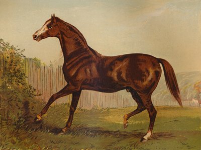 Ogier pełnej krwi angielskiej Blair Athol, zwycięzca Derby & St Leger 1864, c1879. autorstwa Unbekannt