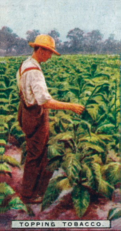 Topping Tytoń, 1926 autorstwa Unbekannt