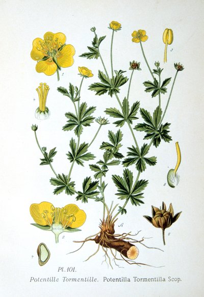 Tormentil, 1893 autorstwa Unbekannt