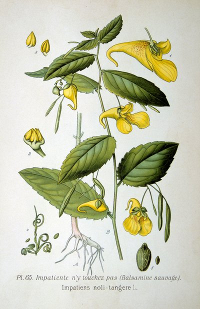 Balsam Niedotykowy, 1893 autorstwa Unbekannt