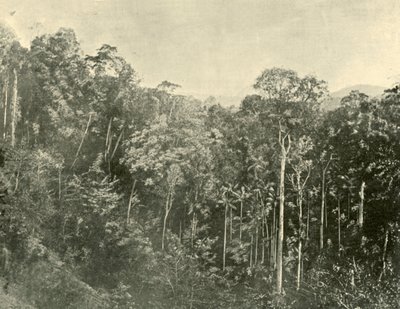 Tropikalne Scrubs, Blackall Range, Queensland, 1901. autorstwa Unbekannt
