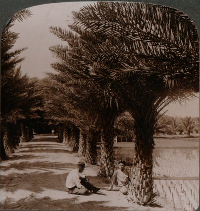 Tropikalne piękno alei palm daktylowych, Moanalua niedaleko Honolulu, H. Is. ok. 1900 autorstwa Unbekannt
