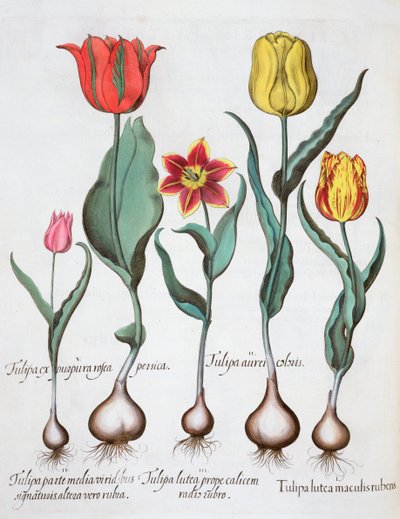 Tulipany, 1613 autorstwa Unbekannt
