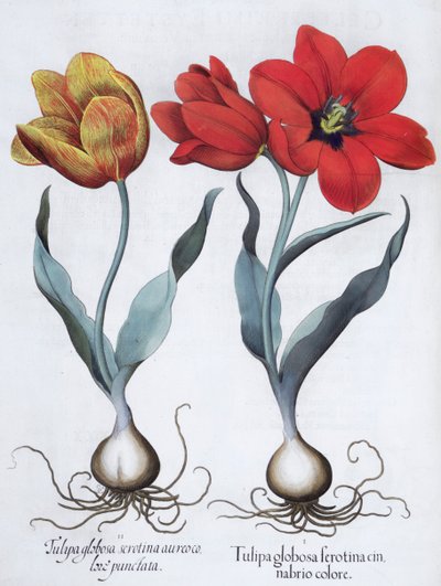 Tulipany, 1613 autorstwa Unbekannt