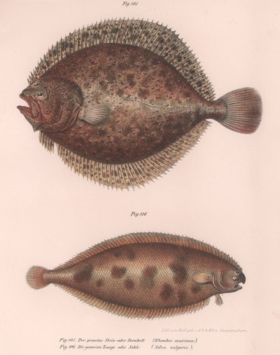 Turbot, Rhombus maximus, Solea pospolita Solea vulgaris, ok. 1850 r. autorstwa Unbekannt