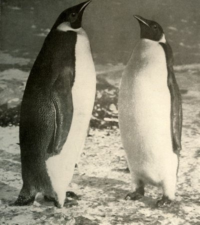 Dwa pingwiny cesarskie, ok. 1908, 1909. autorstwa Unbekannt