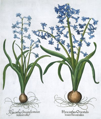 Dwa niebieskie hiacynty, 1613 autorstwa Unbekannt
