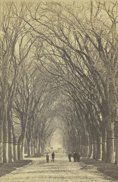 Aleja drzew bez tytułu, 1840-1900. autorstwa Unbekannt