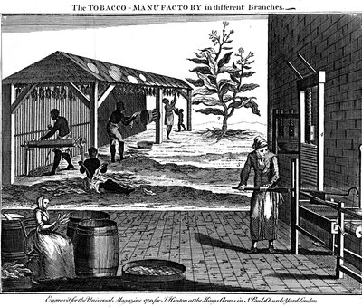 Różne etapy produkcji tytoniu, Virginia, USA, 1750 autorstwa Unbekannt