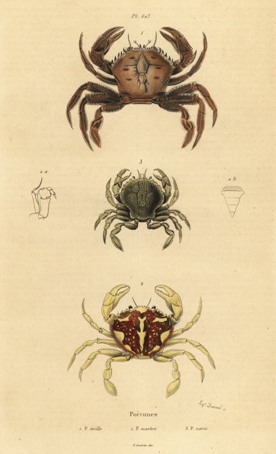 Krab aksamitny, Necora puber 1, pływający krab marmurkowy, Liocarcinus marmoreus 2 i pływający krab Pennanta, Portumnus latipes 3 autorstwa Unbekannt
