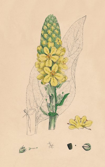 Verbascum Thapsus. Wielka dziewanna, XIX wiek autorstwa Unbekannt