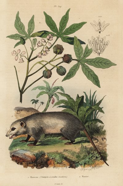 Opos z Wirginii, Didelphis virginiana 1, maniok lub juka, Manihot esculenta autorstwa Unbekannt