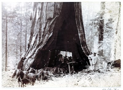 Wagon przejeżdżający przez gigantyczne drzewo, Ameryka Północna, ok. 1900 autorstwa Unbekannt