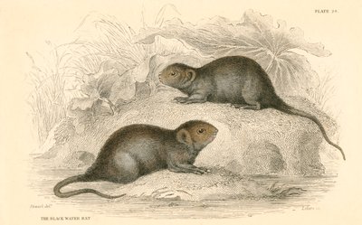 Karczownik wodny Arvicola terrestris, znany również jako czarny szczur wodny, 1828 autorstwa Unbekannt
