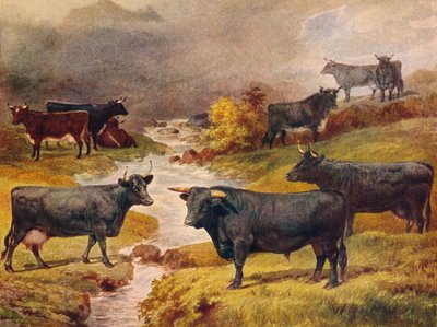 Bydło walijskie czarne, c1906 c1910 autorstwa Unbekannt