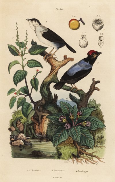 Manakim szypułkowy, karapaks ultra, manakim o niebieskich kubełkach, Chiroxyphea parayala, drzewo Manchanil, słodkowodne Hippomanae i mandragora, Mandragora officinarum autorstwa Unbekannt