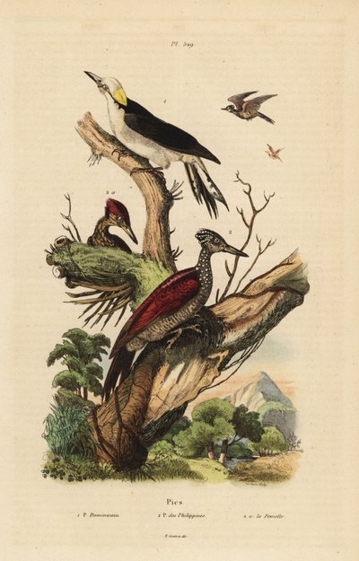 Dzięcioł biały , Melanerpes candidus , dzięcioł filipiński , Yungipicus maculatus , samiec i samica autorstwa Unbekannt