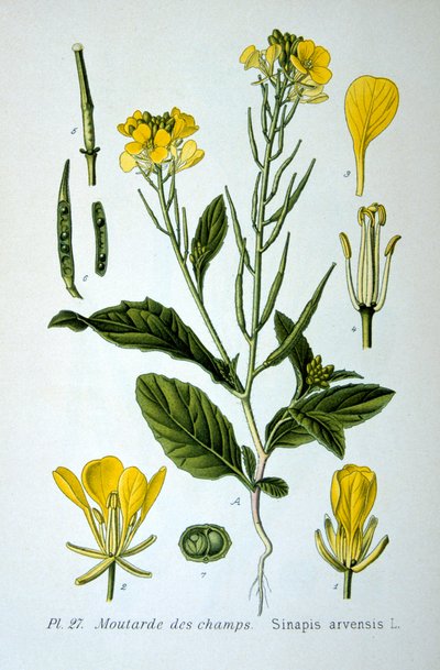 Dzika gorczyca, 1893 autorstwa Unbekannt