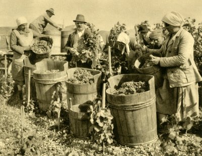 Zbiór wina w pobliżu Baden bei Wien, Dolna Austria, c1935. autorstwa Unbekannt