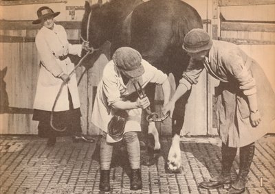 Kobiety jako podkuwacze w szpitalu dla koni dużej firmy styczników przewozowych, ok. 1916, 1935 autorstwa Unbekannt