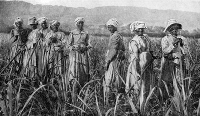 Kobiety pielęgnujące młode trzciny cukrowe na Jamajce, 1922 autorstwa Unbekannt