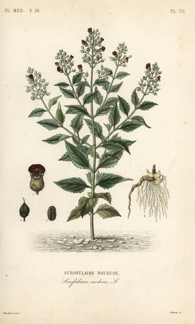 Figowiec leśny, Scrophularia nodosa, Scrofulaire noueuse autorstwa Unbekannt