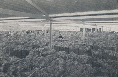 Wełna na sprzedaż w salonie w Melbourne, 1923. autorstwa Unbekannt