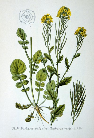 Żółta rakieta, 1893 autorstwa Unbekannt