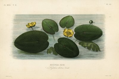 Żółta lilia wodna, Nuphar lutea, Nenuphar lutea, Nenuphar jaune autorstwa Unbekannt