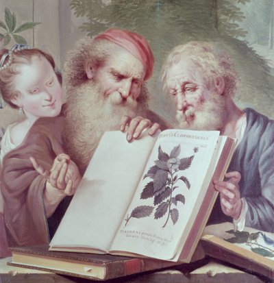 Ilustracja z Hortus Cliffortianus autorstwa Carla Linnaeusa (1707-78) opublikowana w Amsterdamie 1737-38 autorstwa Unbekannt Unbekannt