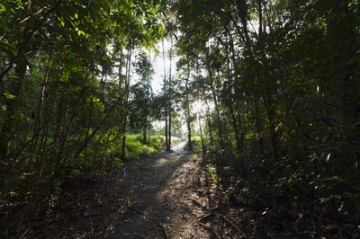 Ścieżka w dżungli przy Camp Leaky, Park Narodowy Tanjung Puting, Central Kalimantan, Borneo, Indonezja autorstwa Unbekannt Unbekannt