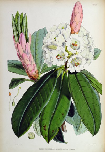 Rododendron: Argenteum, z „Rhododendrons of Sikkim-Himalaya”, J.D. Hooker, 1849-51 autorstwa Unbekannt Unbekannt