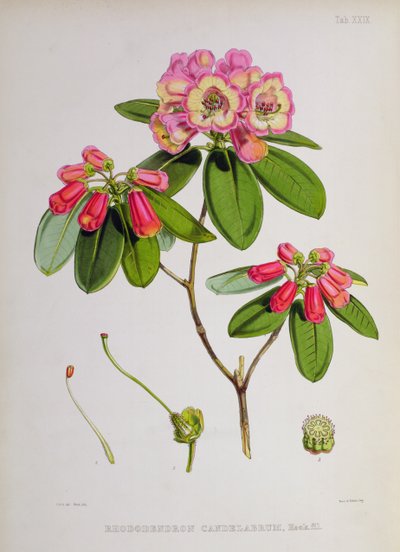 Rhododendron: Kandelabr, z „Rhododendrons of Sikkim-Himalaya” J.D. Hookera, 1849-51 autorstwa Unbekannt Unbekannt