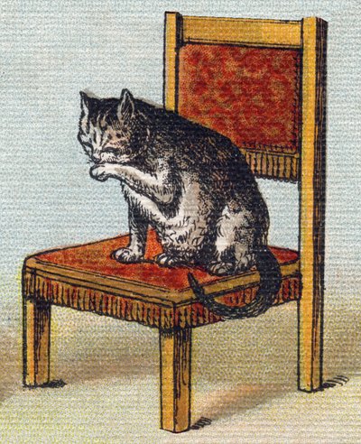 Kot na krześle. Grawerowanie w "Alfabet de ma petite fille". Bernardin-Bechet i Fils, księgarz-wydawnictwo, Paryż, ok. 1895. Niezniszczalny album na płótnie. Bibliotheque des Bebes. 12 stron. Album zawierający sposób czytania i ilustracyjną abecedę autorstwa Unbekannt