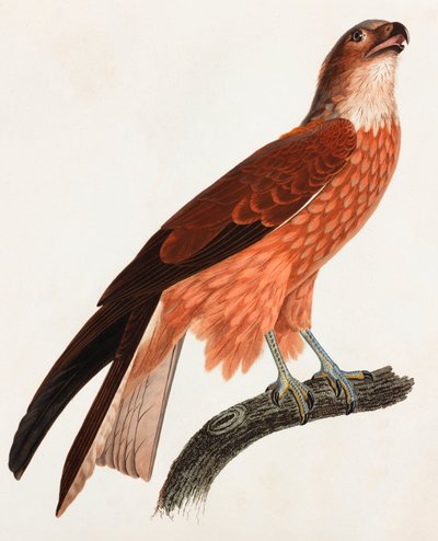 Kolorowa ilustracja brązowego ptaka autorstwa Unbekannt