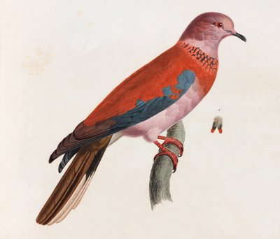 Kolorowa ilustracja ptaka autorstwa Unbekannt