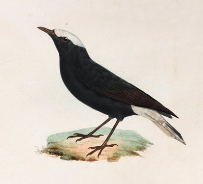 Kolorowa ilustracja czarnego ptaka z białym ogonem autorstwa Unbekannt