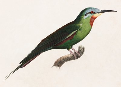 Kolorowa ilustracja zielonego ptaka autorstwa Unbekannt