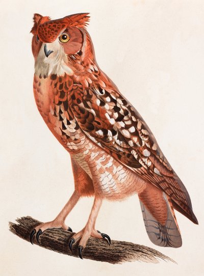 Kolorowa ilustracja sowy autorstwa Unbekannt