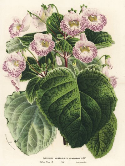 Achimenantha x naegelioides, odmiana bzu (Eucodonia naegelioides lilacinella). Ręcznie kolorowana litografia z dzieła Louisa van Houtte