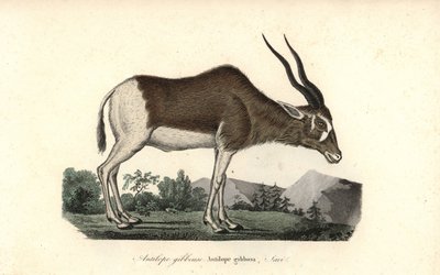 Addax lub antylopa śruboroga, Addax nasomaculatus. Krytycznie zagrożony. Ręcznie kolorowany miedzioryt z Complements de Buffon Rene Primevere Lessona, Pourrat Freres, Paryż autorstwa Unbekannter Künstler