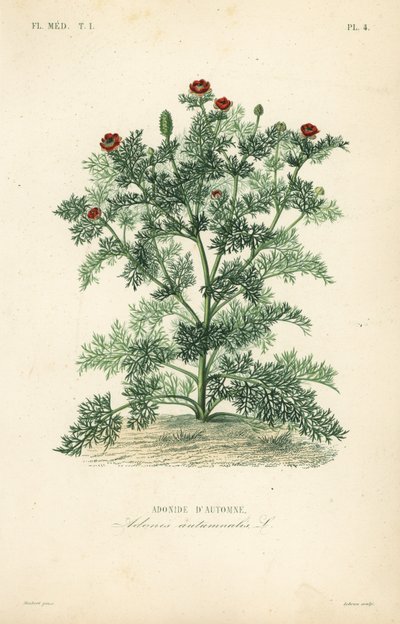 Adonis kwiat lub oko bażanta, Adonis roczny, Adonis autumnalis, Adonis d