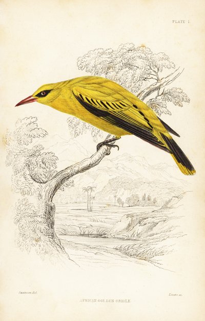 Afrykańska wilga złota, Oriolus auratus. Ręcznie kolorowana stalowa rycina autorstwa Williama Lizarsa według Williama Swainsona z Naturalist