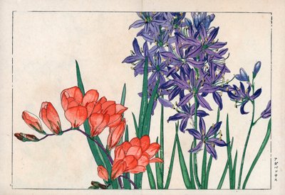 Agapant lub lilia nilowa (niebieska) i frezja. Lilia afrykańska, Agapanthus africanus, i frezja, Freesia refracta. Ręcznie kolorowany drzeworyt Konana Tanigamiego "Seiyou Sokazufu" (Pictorial Album of Western Plants and Flowers: Spring), Unsodo, Kyo. autorstwa Unbekannter Künstler